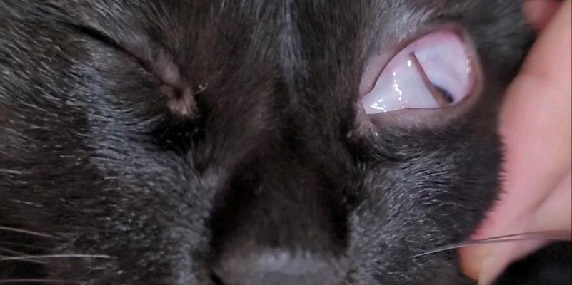 猫猫的白内障（探究猫猫白内障的发生原因、常见症状及有效的治疗方法）