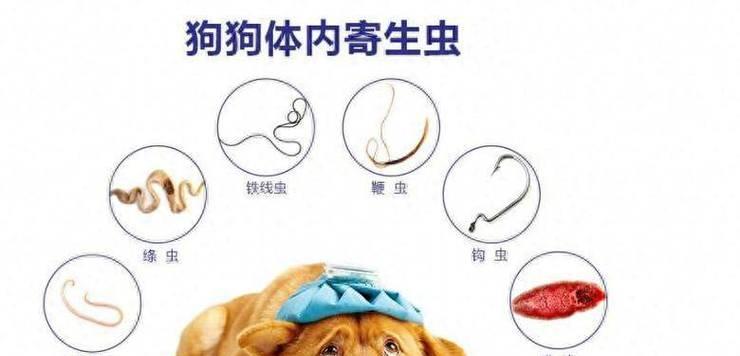狗身上的寄生虫（保护爱宠免受寄生虫侵害，让它们拥有健康快乐的生活）