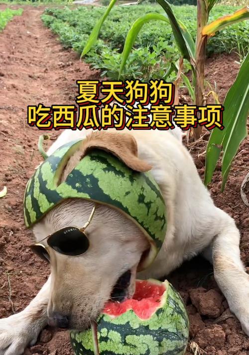 狗狗夏天的饮食要注意什么？（为您的爱犬提供安全健康的夏季饮食！）