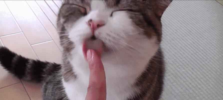 为什么猫咪一直舔我？（揭秘猫咪舔人行为的原因及意义）