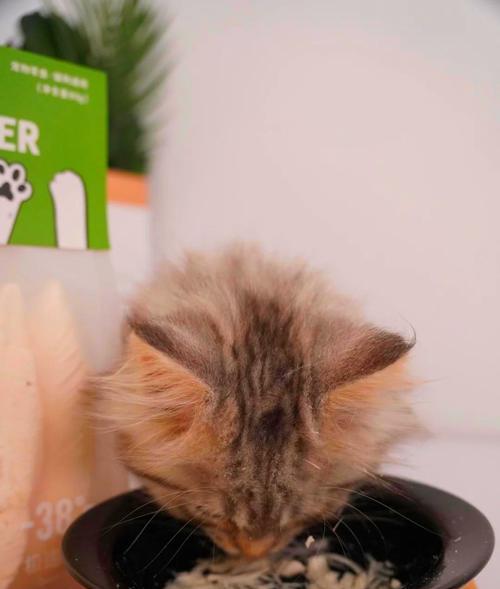 猫的饮食秘密解密（探索猫咪喜欢的食物和饮品）