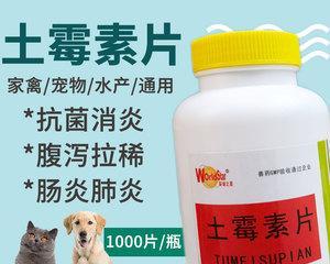 狗狗多月吐了怎么办？药物治疗助你解决疑团（急救措施、常见疾病及药物治疗、注意事项一览）
