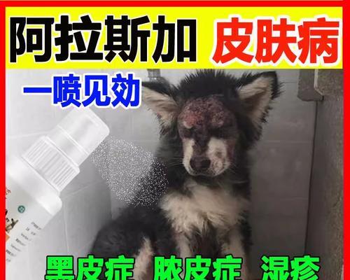萨摩爱得什么病？（探索萨摩犬常见的健康问题及预防方法）