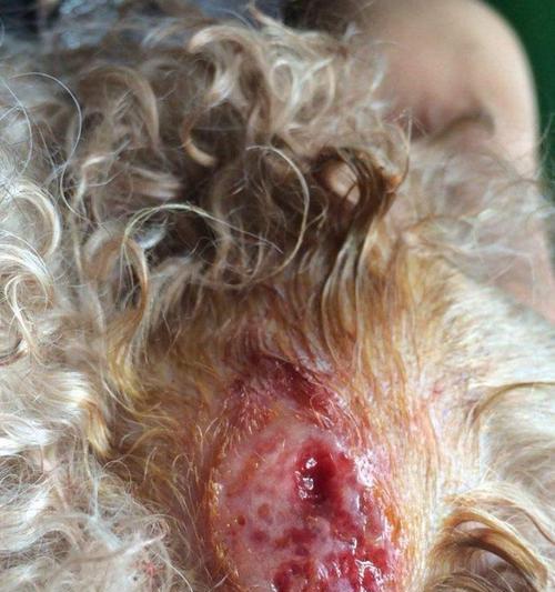 泰迪狗常见疾病及预防措施（掌握关键信息，宠爱泰迪健康无忧）