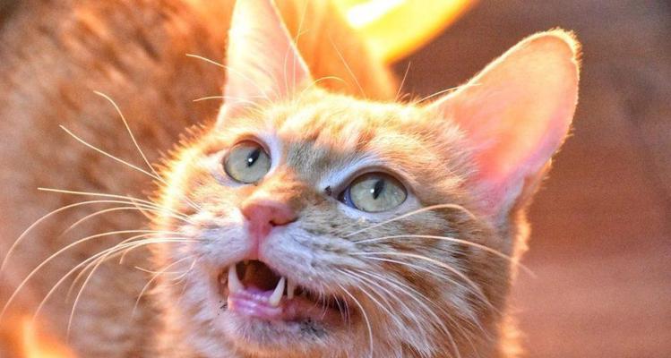 猫咪叫声的奥秘（解析猫咪叫声的原因及其意义）