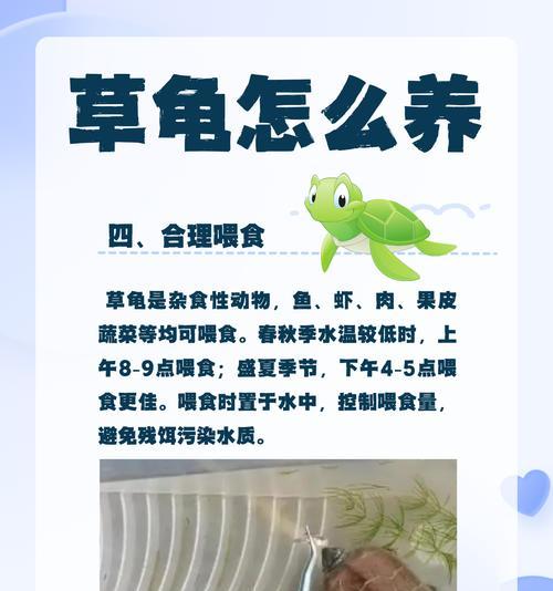 温室草龟的饮食需求与喂养方法（了解温室草龟的饮食习惯，科学喂养让龟儿健康成长）