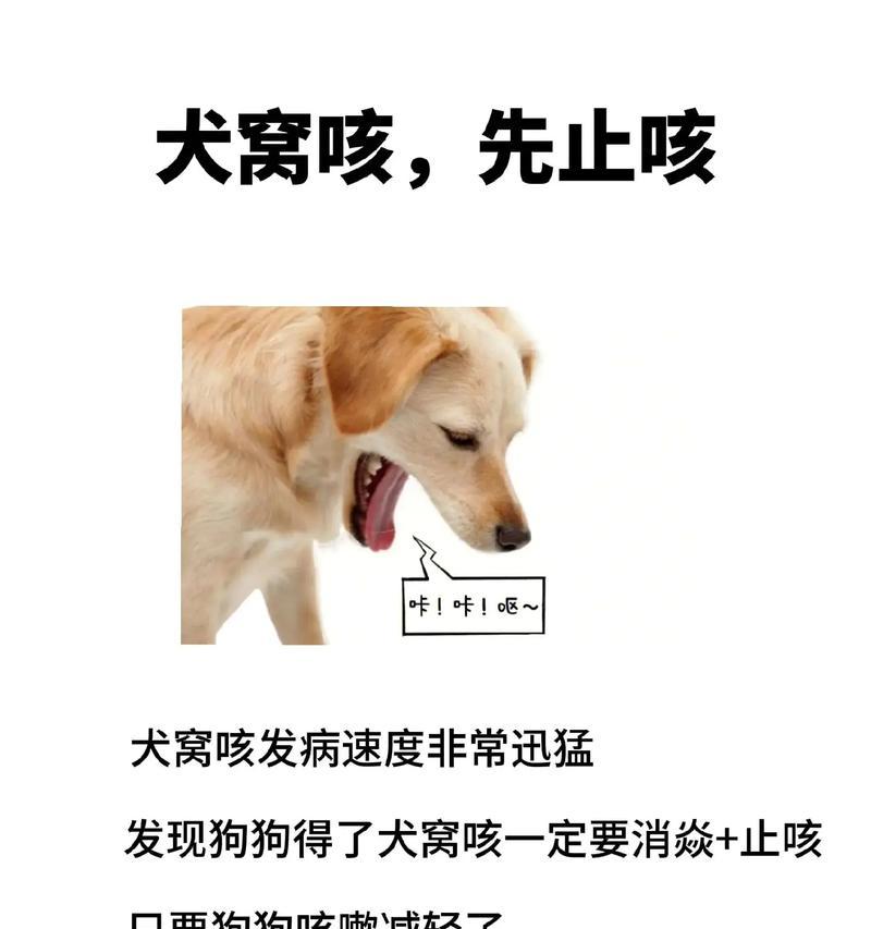 狗突然咳嗽的原因与处理方法（了解狗咳嗽的症状及预防措施）