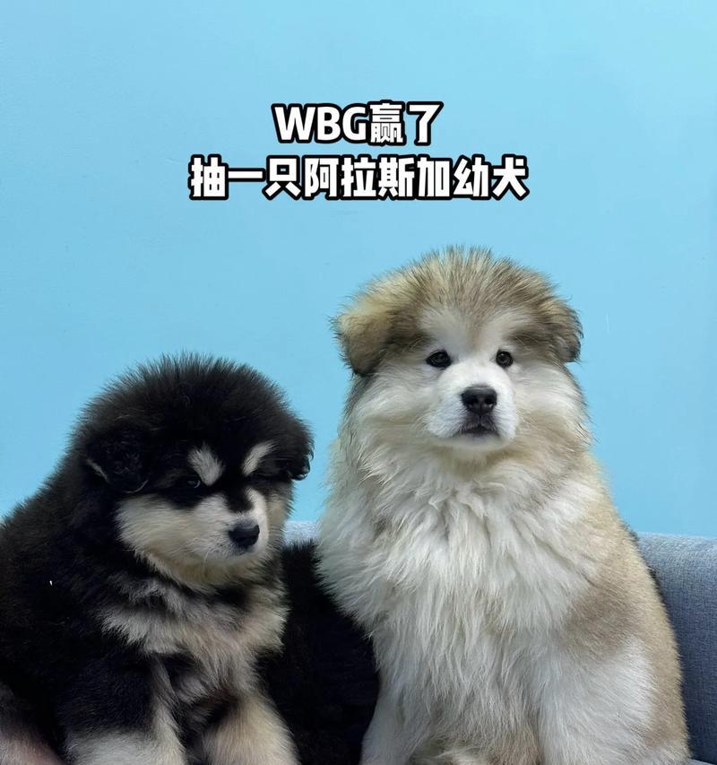 阿拉斯加幼犬为何容易缺钙？（探究阿拉斯加幼犬缺钙的原因及解决方法）