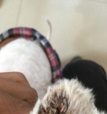 狗耳后跳动病因及治疗方法解析（了解狗耳后跳动的原因和如何有效治疗）