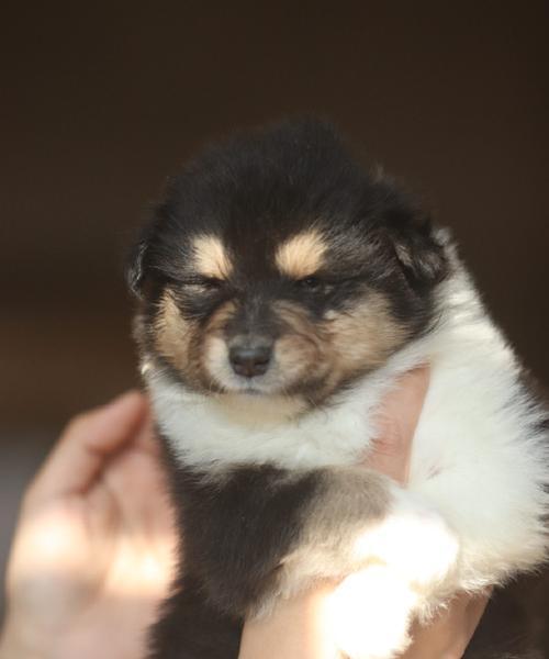 苏牧犬及其不同品种的特点（探索苏牧犬的多样性与魅力）