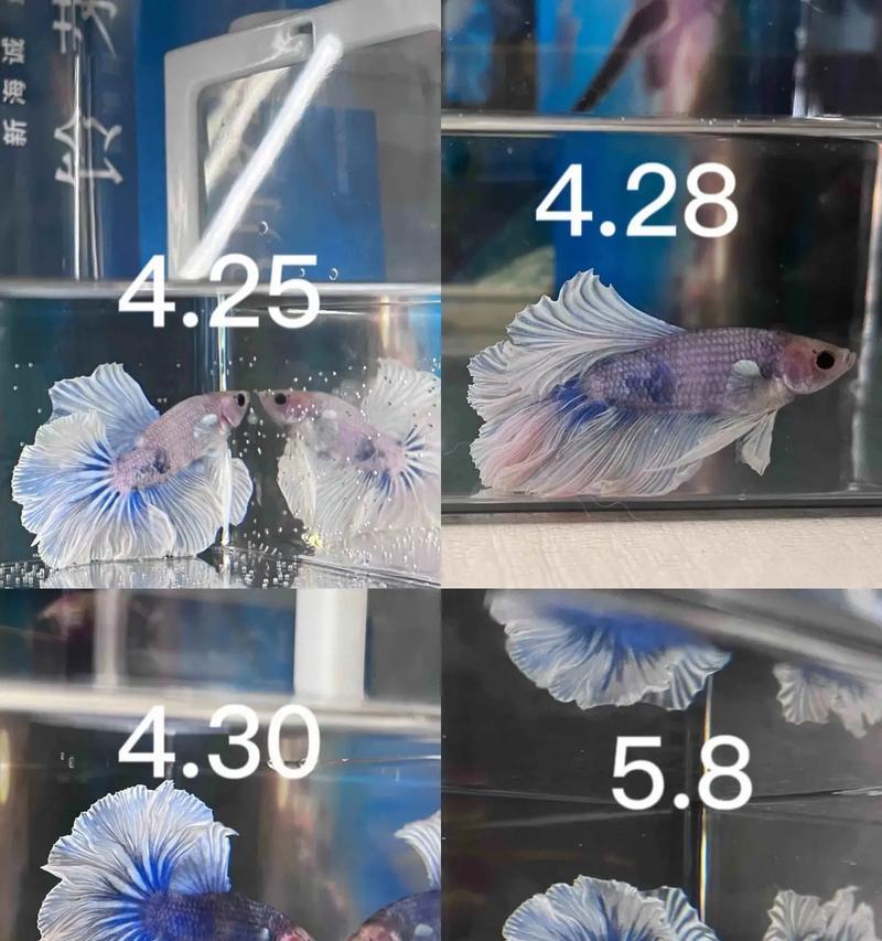 宠物狗品种斗鱼——了解这种特殊的宠物鱼（从外貌到饲养，一切关于斗鱼的指南）