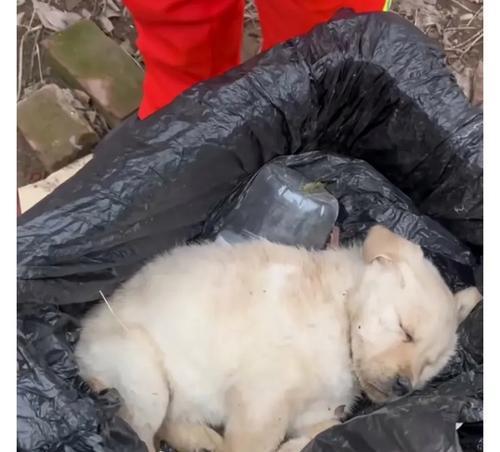 狗儿小病多，症状解析（了解狗病常见症状，保护你的爱犬健康）
