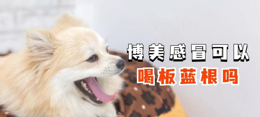 成年博美感冒吃什么药？（了解博美犬感冒症状及治疗药物）
