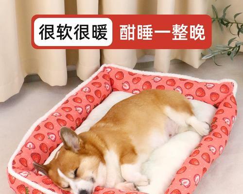 探索比熊幼犬脚垫的丰富多彩之旅（以比熊幼犬脚垫的颜色为线索，探索其特征和影响因素）