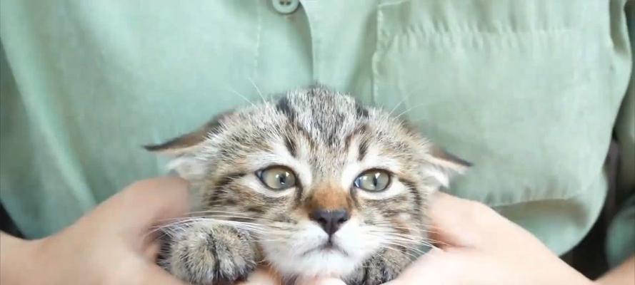 猫猫的自由天性（揭秘猫猫喜欢户外活动的原因及注意事项）