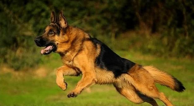 牧羊犬的饮食是如何影响其生长的？（了解牧羊犬饮食习惯，助你养一只高大强壮的牧羊犬）