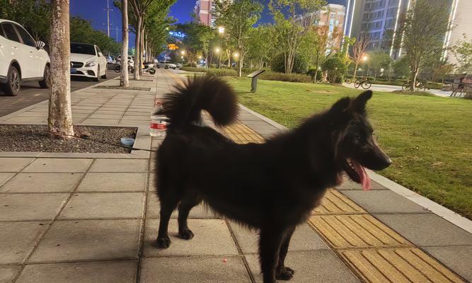 狗坐在脚上的意义（探究狗狗踏步行为的心理及亲密关系）