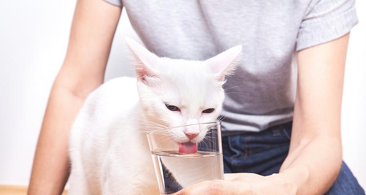 猫咪的饮水习惯揭秘（探索猫咪对不同水源的偏好及适宜的饮水方式）