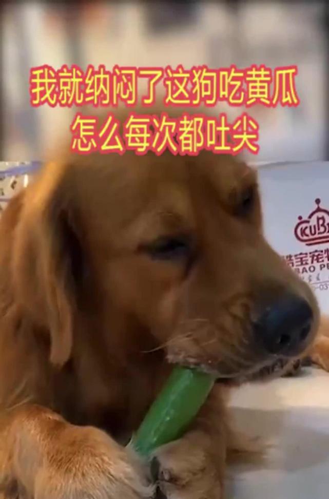 尖头狗之美（从外观到性格，一窥尖头狗的特点与魅力）