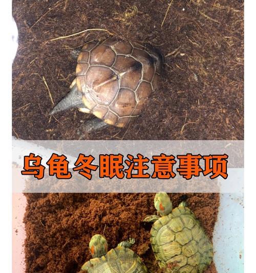 家养乌龟的冬眠时间（乌龟冬眠的时机与注意事项）