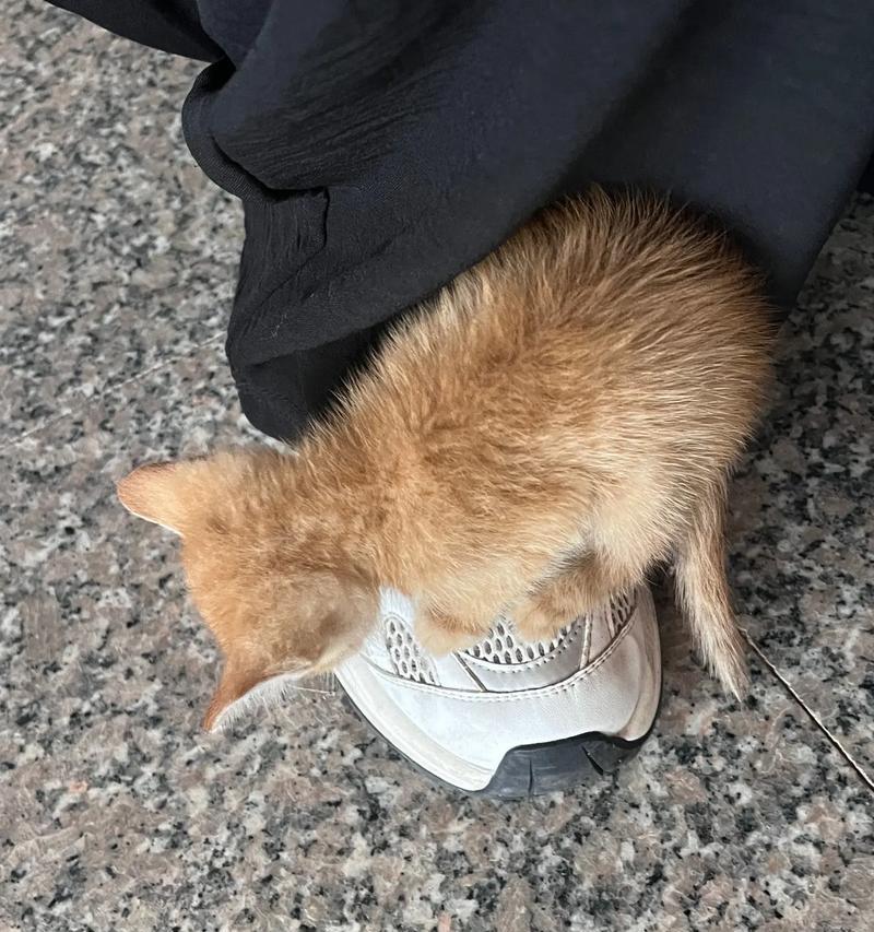 为什么猫会趴在地上抖？（探索猫咪抖动行为的原因与意义）