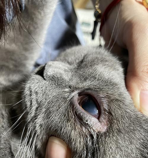 揭开猫眼睛上的神秘面纱（探索猫眼中的秘密世界）