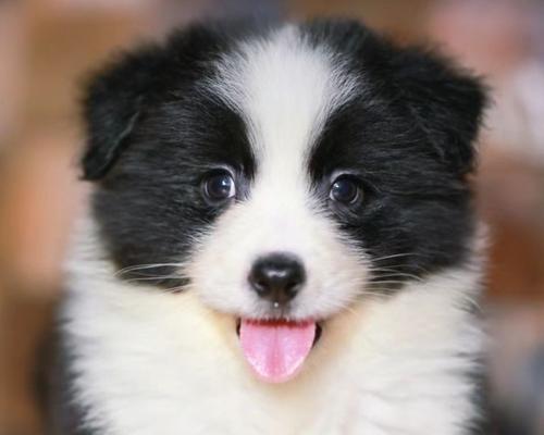 边境牧羊犬的玩具选择指南（让你的边境牧羊犬快乐玩耍的最佳玩具推荐）