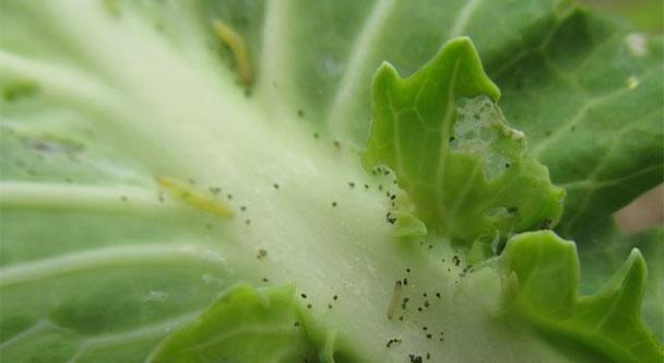边丝虫的形态结构与特征（探索边丝虫的外貌特点及其生物学特性）