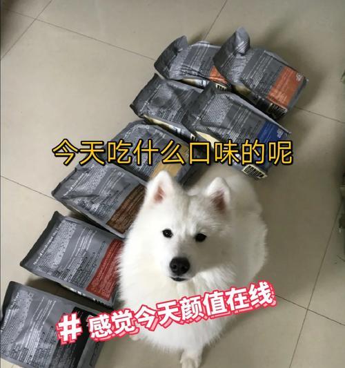 探索室内狗粮的意义与作用（健康饮食，快乐宠物生活）