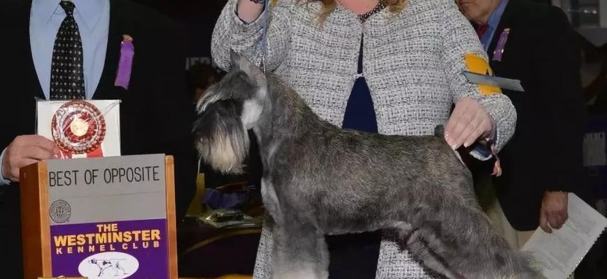 西敏寺犬展（传承与创新的展示，让我们一同领略犬类之美）