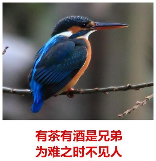 以狗气怀什么意思？剖析狗气的含义和作用（探索人们对狗气的理解和应用范围）
