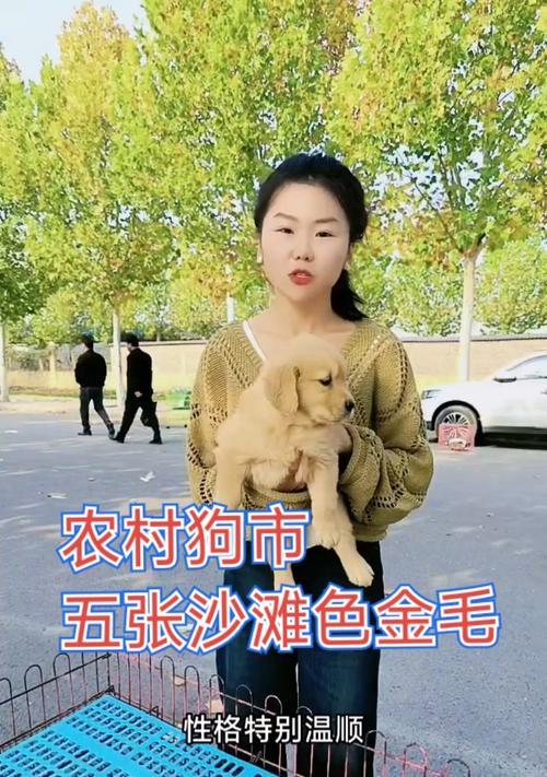 金毛犬颜色之谜（探究金毛犬不同毛色的原因与遗传机制）