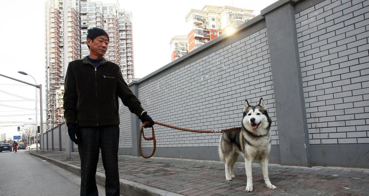 狗如何分辨主人的特征（通过感知气味、声音和行为，狗能准确辨认出自己的主人）