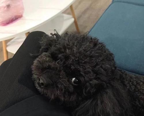 狗身上黑色结痂（揭开狗身上黑色结痂的真相，解读有效的治疗方法）