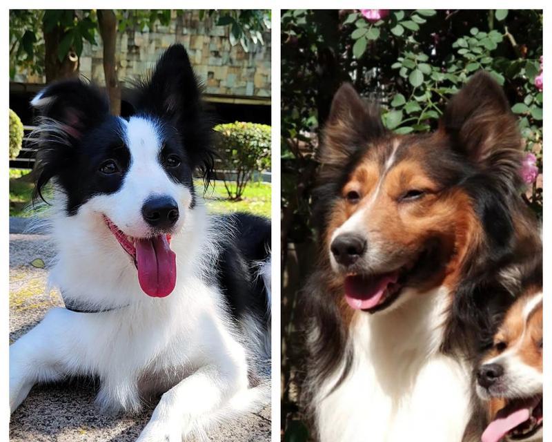 边牧与杂交犬的奇妙结合（探索边牧与其他犬种的独特杂交品种）