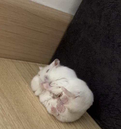 以银狐仓鼠能吃什么？（银狐仓鼠的饮食习惯和营养需求）