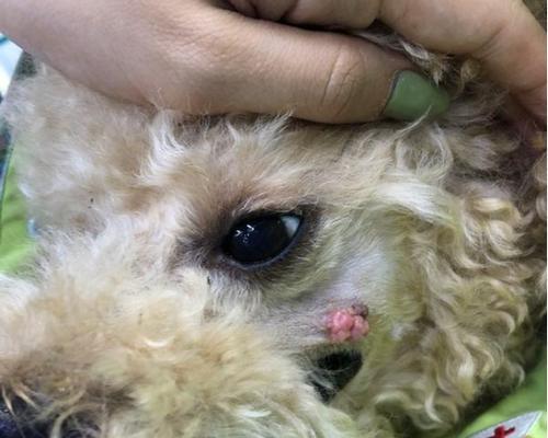 狗狗囊肿（了解狗狗囊肿，保护它们的健康）