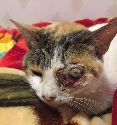 猫外伤涂什么原因导致的？（探究猫外伤的起因及应对方法）