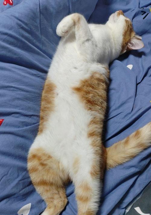 猫咪与键盘的奇妙互动（探索猫咪为何钟爱蹲键盘的原因）