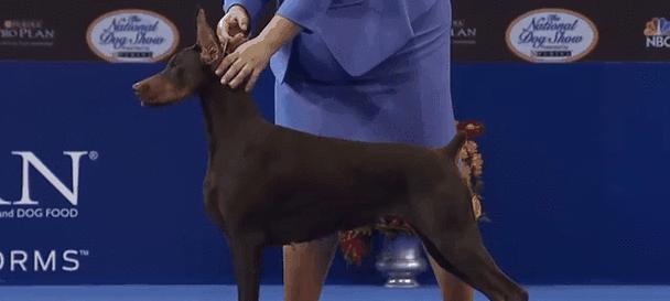 世界犬类智商排名（聪明狗的智商排行榜及特点）