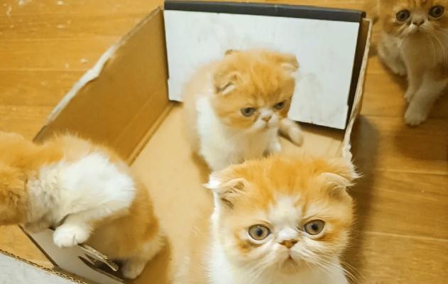 四个月大的加菲猫是怎样的？（探索加菲猫成长中的奇妙变化）
