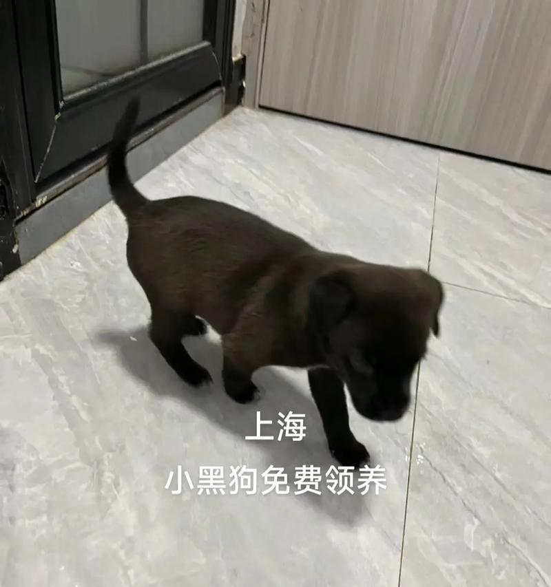 养小土狗的注意事项（关爱婴幼犬，助其健康成长）