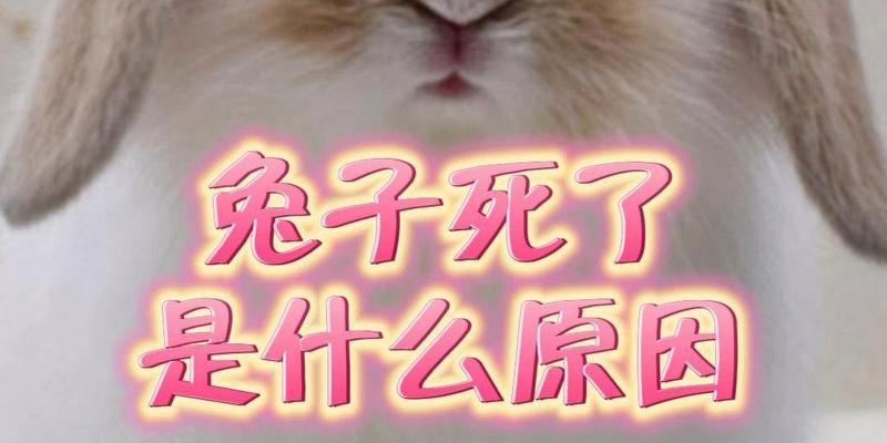 什么因素会导致兔子易死？（揭秘兔子健康的关键，警惕这些致命因素！）