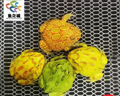 宠物角蛙（探秘宠物角蛙的魅力与特点）