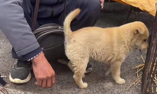 忠诚的犬类（无条件的陪伴与守护）