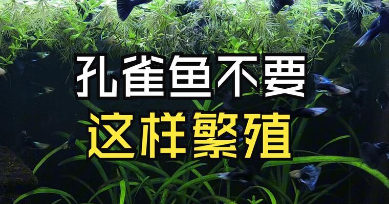刚出生孔雀鱼的饮食指南（探索幼年孔雀鱼的营养需求与饲养技巧）