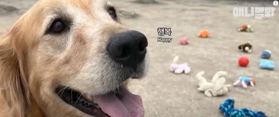狗为什么喜欢叼臭袜子？（探索狗对臭袜子的奇特偏爱与动机）