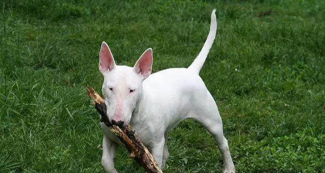 梗类犬（探索梗类犬的特点、品种与饲养技巧）