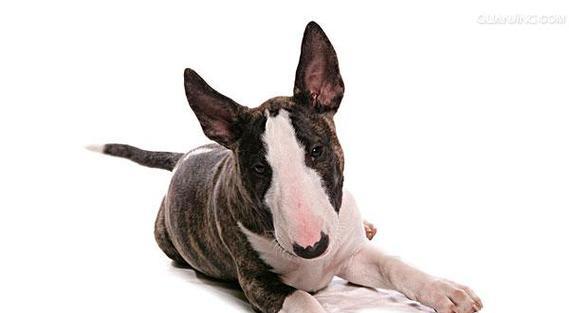 牛头梗犬——活泼可爱的伴侣犬（了解牛头梗的性格、特点和适应环境）