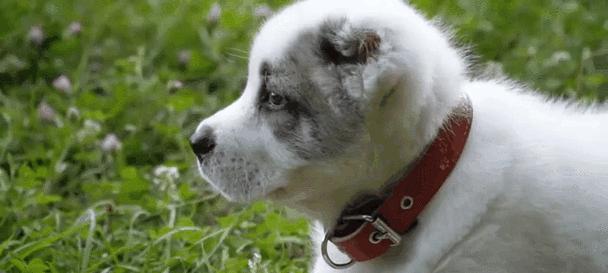 世界上最贵的狗品种（揭秘狗界的财富之王——柯利牧羊犬）